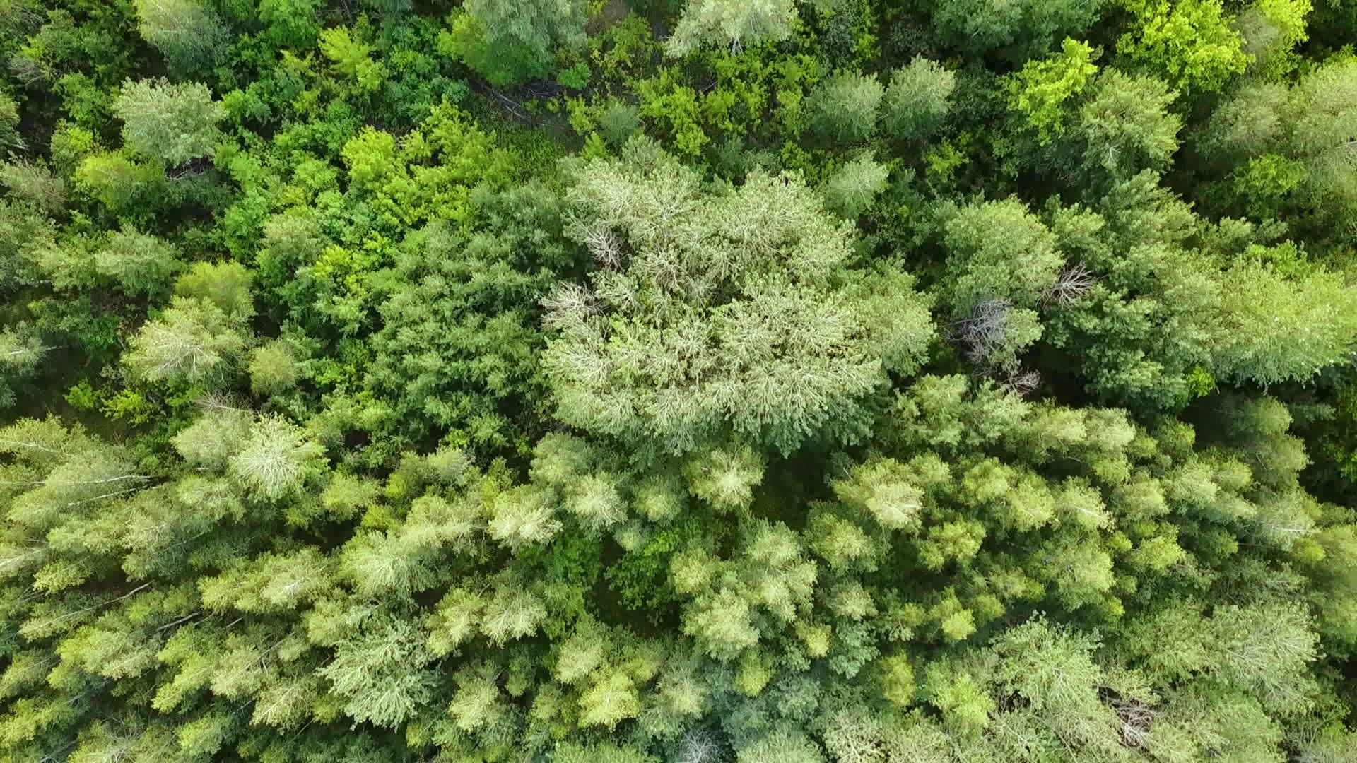 绿色森林是空中最高的风景混合林视频的预览图