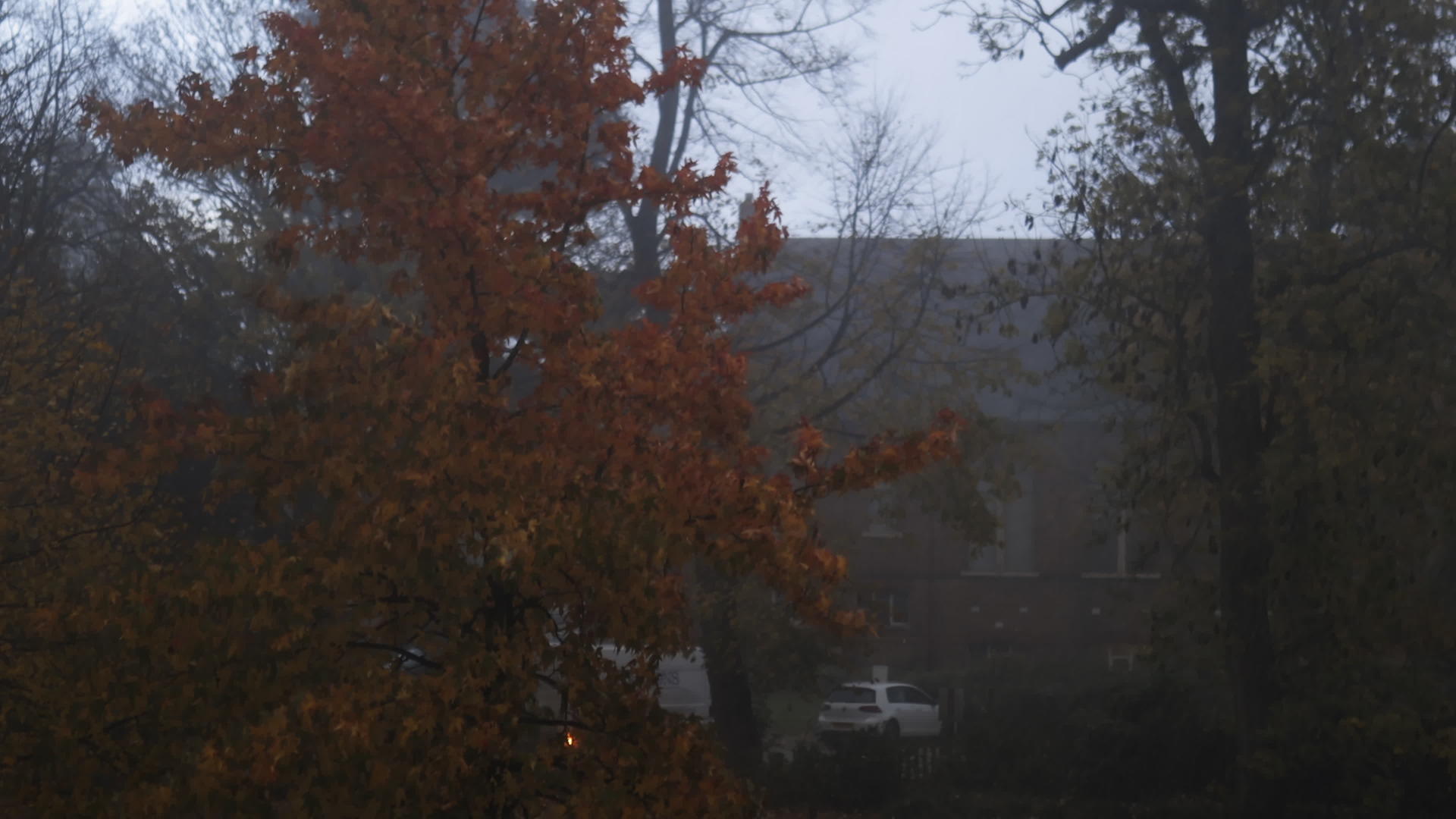 没有叶子的树和秋天的树随着街上的风移动视频的预览图