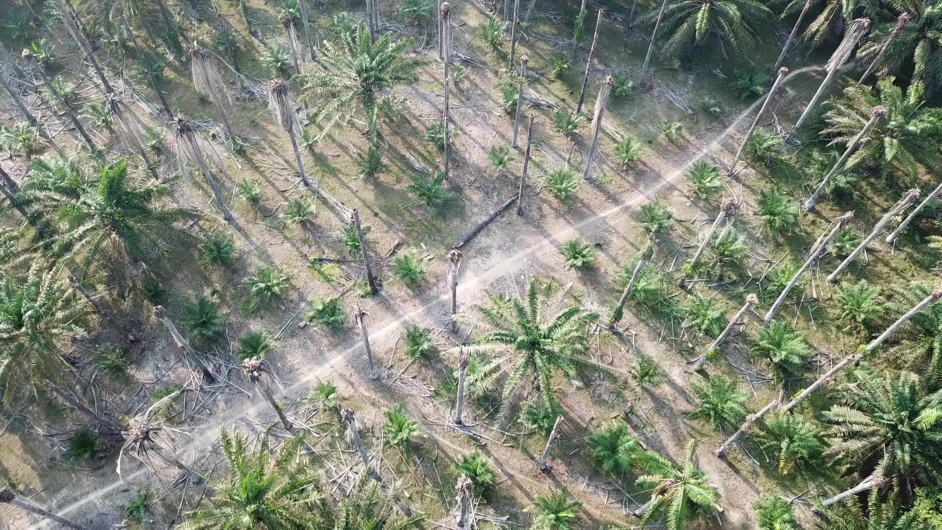 跟踪清晨红棕榈树的死亡情况视频的预览图