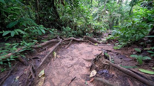 Malaysia热带雨林之路的根树视频的预览图