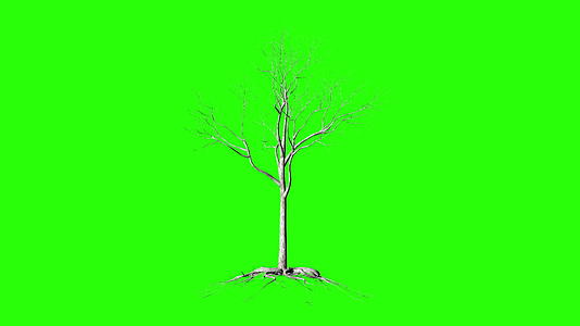 无叶树有根时间折叠生长绿色屏幕染色体视频的预览图