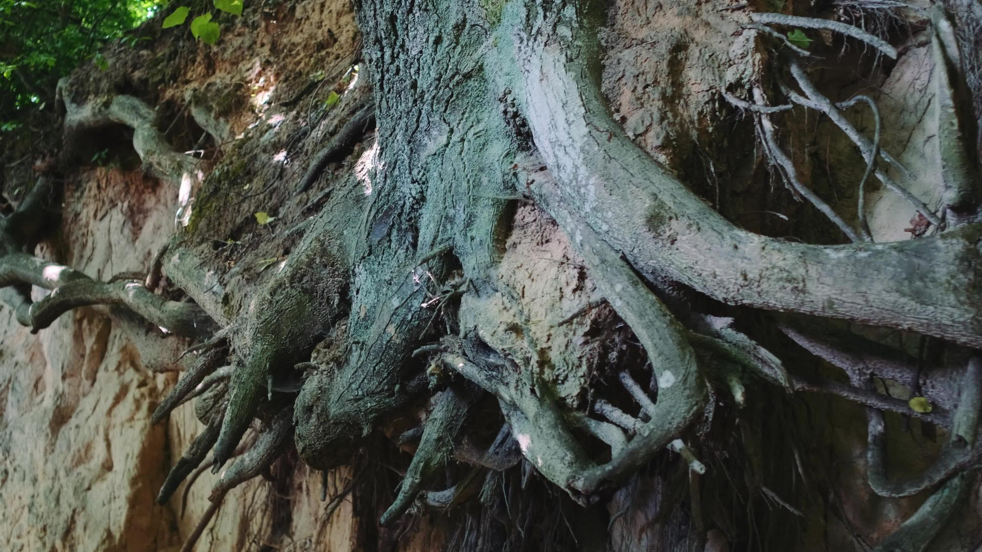 树根缩放拍摄视频的预览图