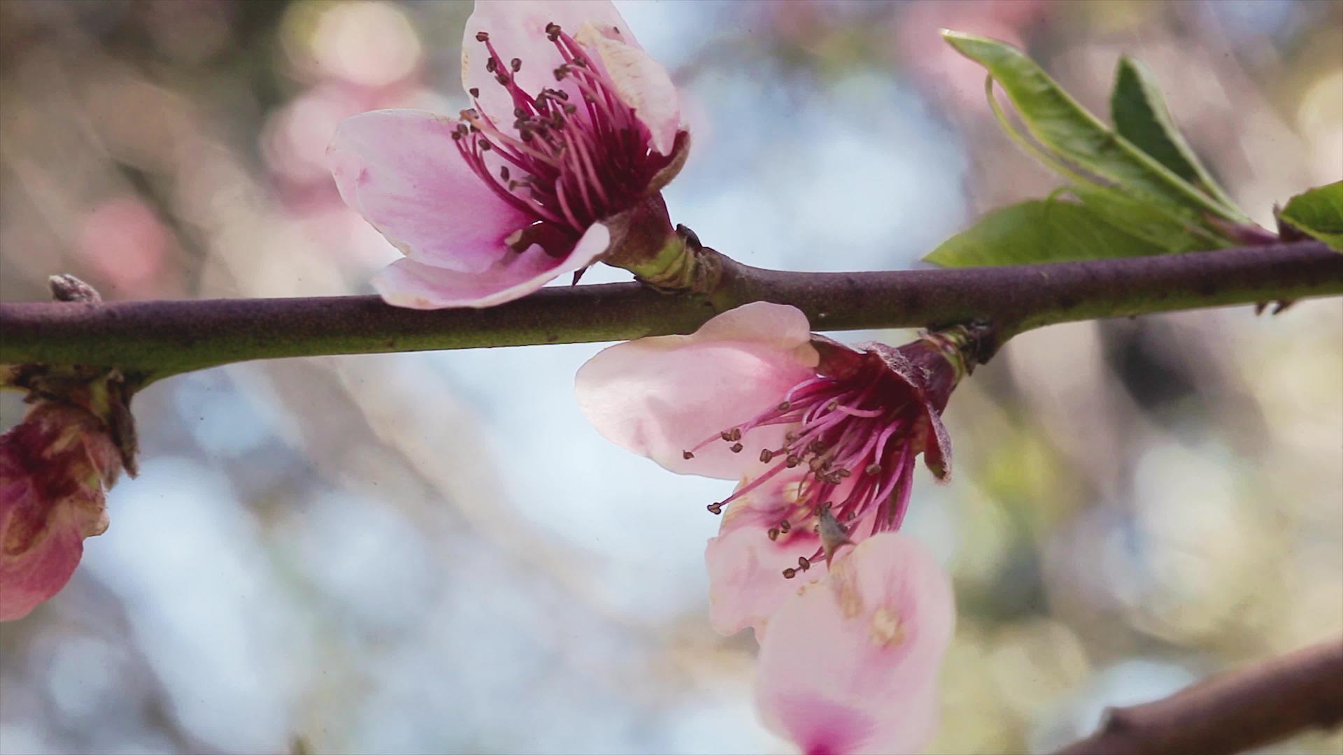 春天的桃花视频的预览图