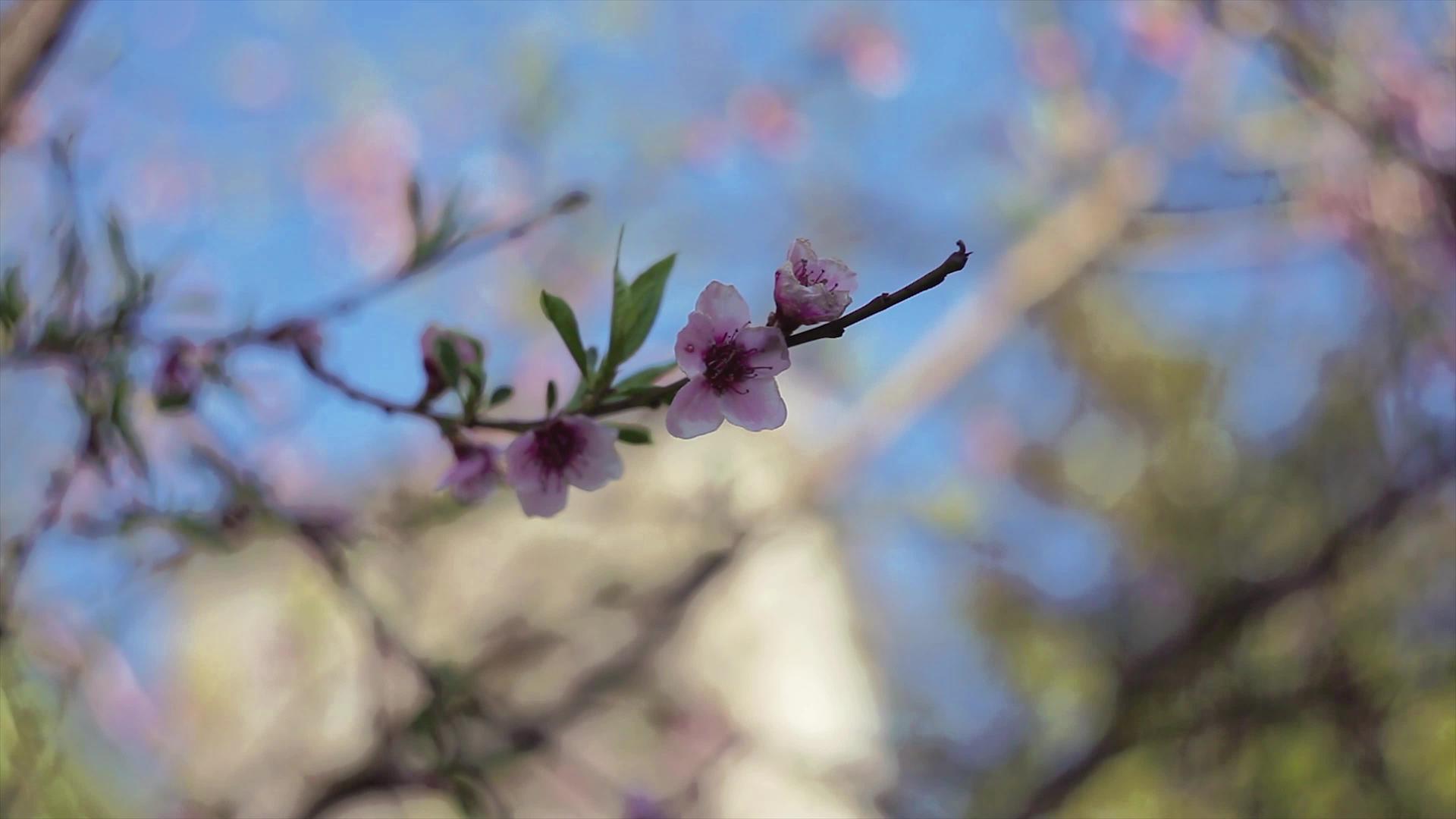 春天5的桃花视频的预览图
