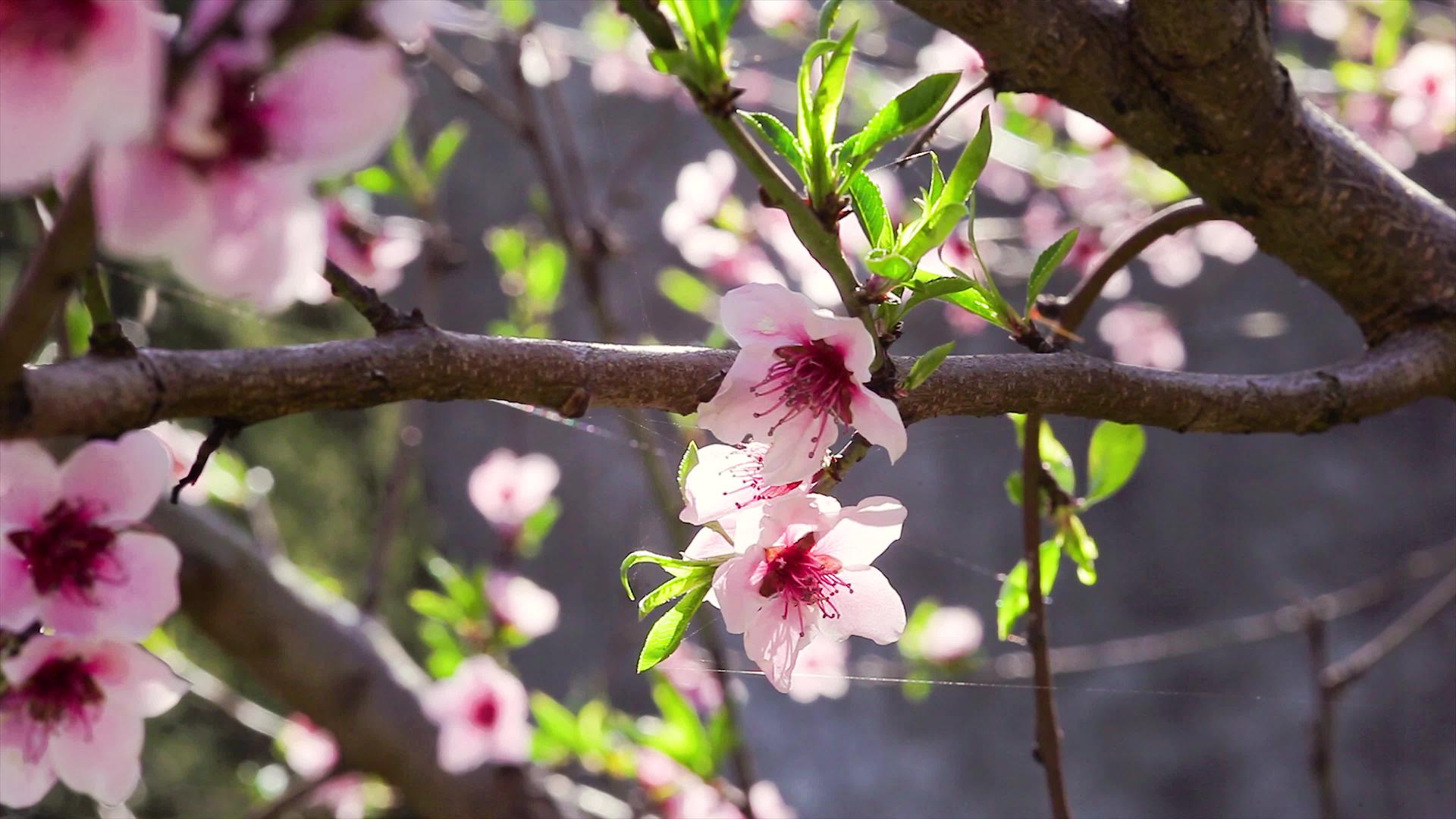春天3的桃花视频的预览图