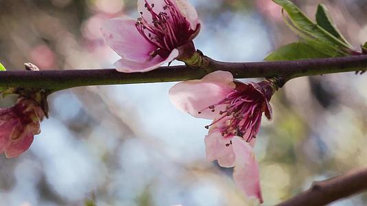 春天2的桃花视频的预览图