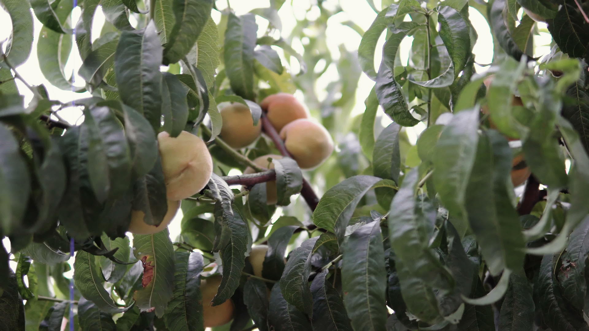 开发阶段有水果的新鲜桃树视频的预览图