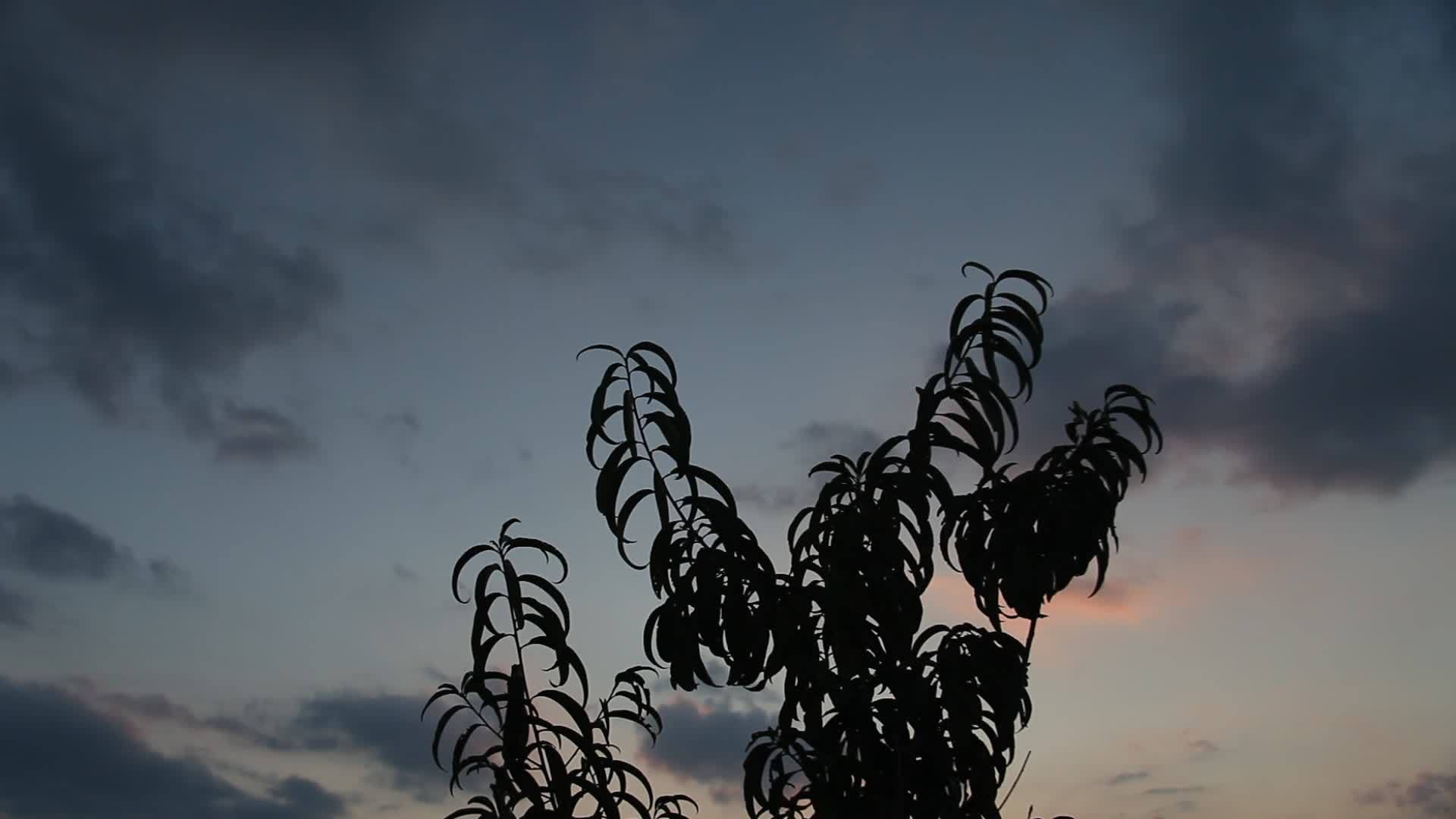 在黑暗的天空中桃树的影子视频的预览图