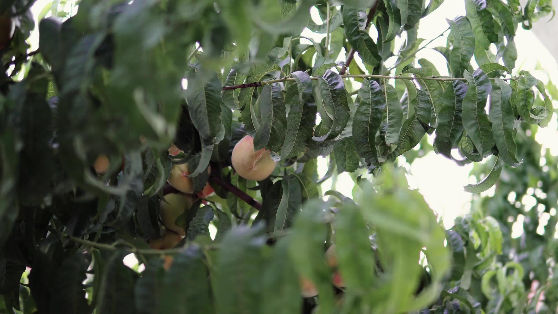桃子果实种植在果园的一个分支上视频的预览图