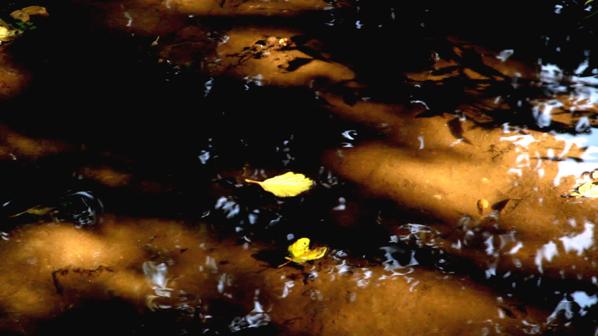 森林中的水坑视频的预览图