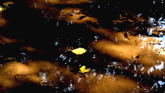 森林中的水坑视频的预览图