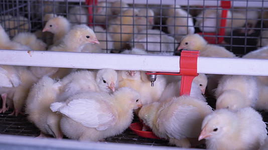 室内农场的鸡饮水视频的预览图