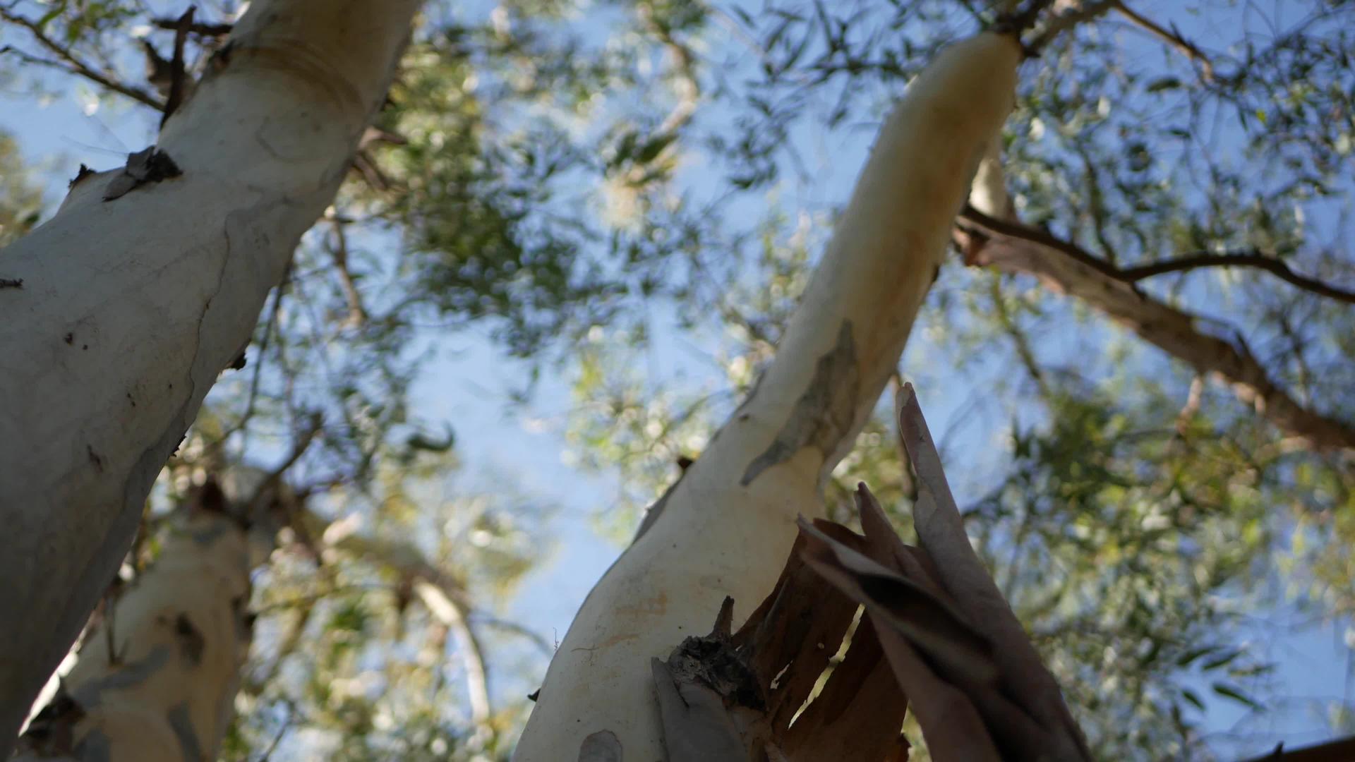 桉树原产于美国加利福尼亚州原产于澳大利亚胶树春季视频的预览图