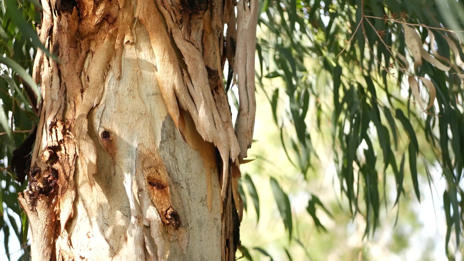 桉树原产于美国加利福尼亚州原产于澳大利亚胶树春季视频的预览图