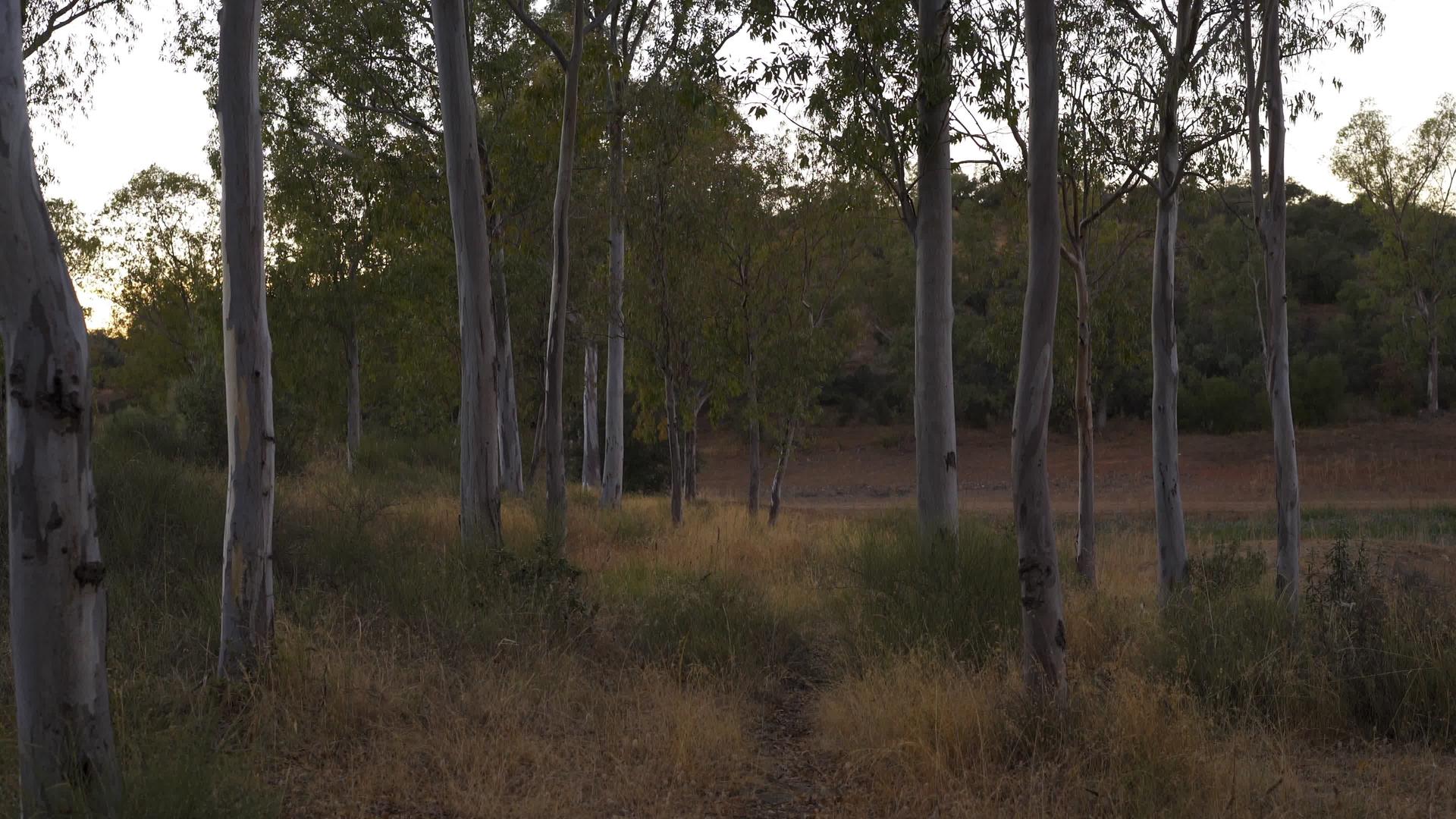 树叶位于西班牙脚下的森林自然景观中视频的预览图