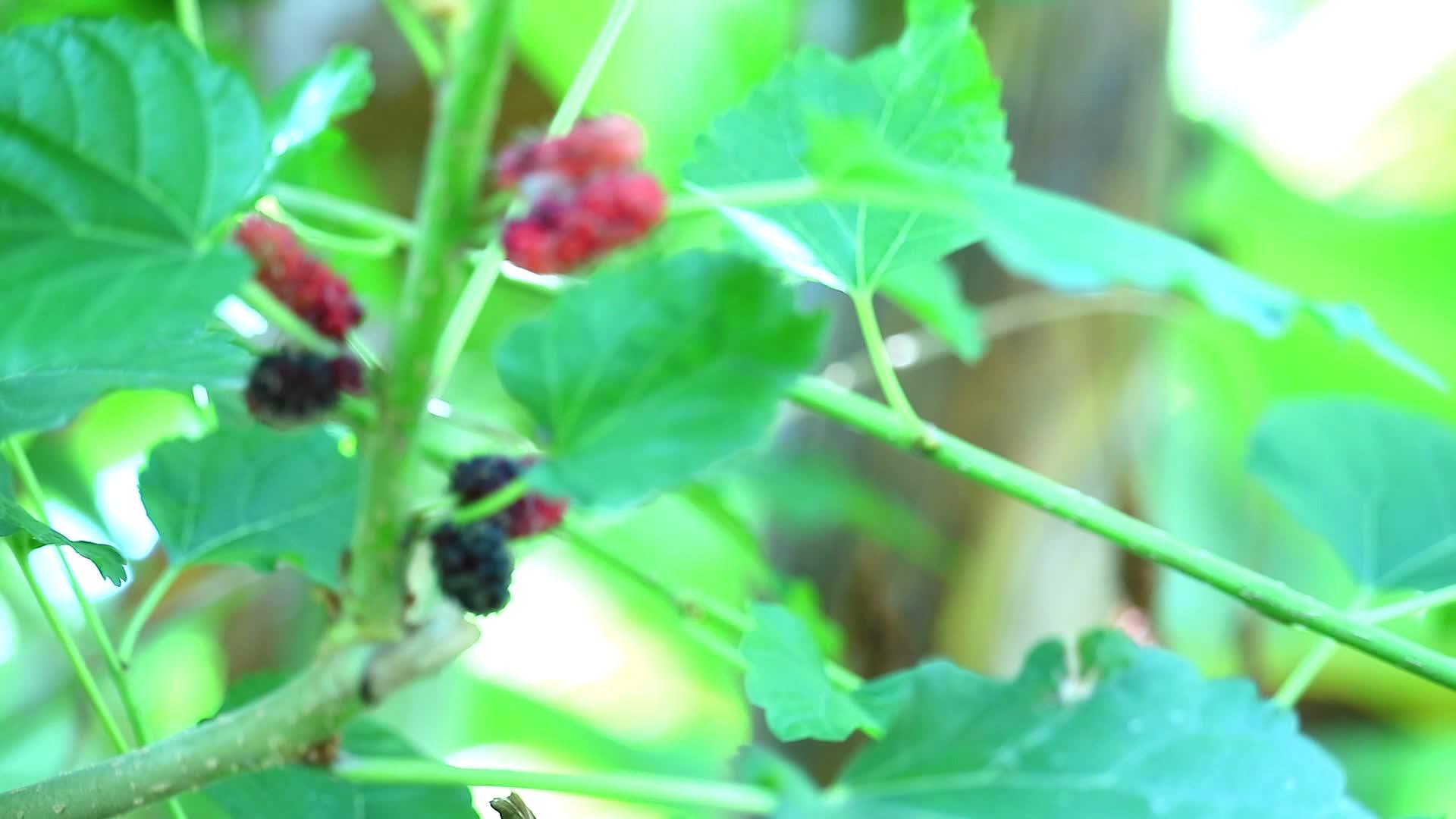 花园里有黄莓红和黑紫色视频的预览图