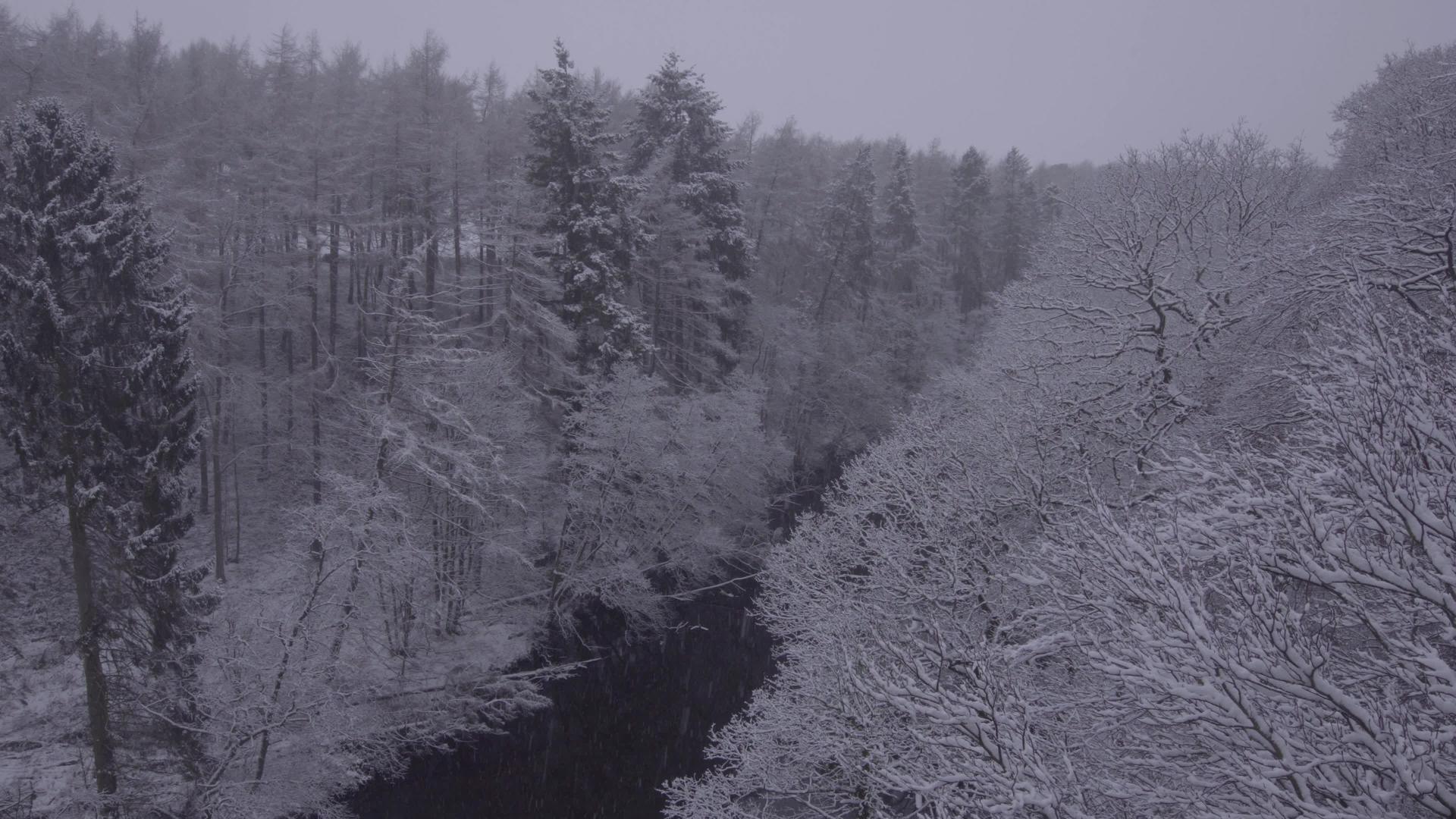 冬天在美丽的林地下雪视频的预览图