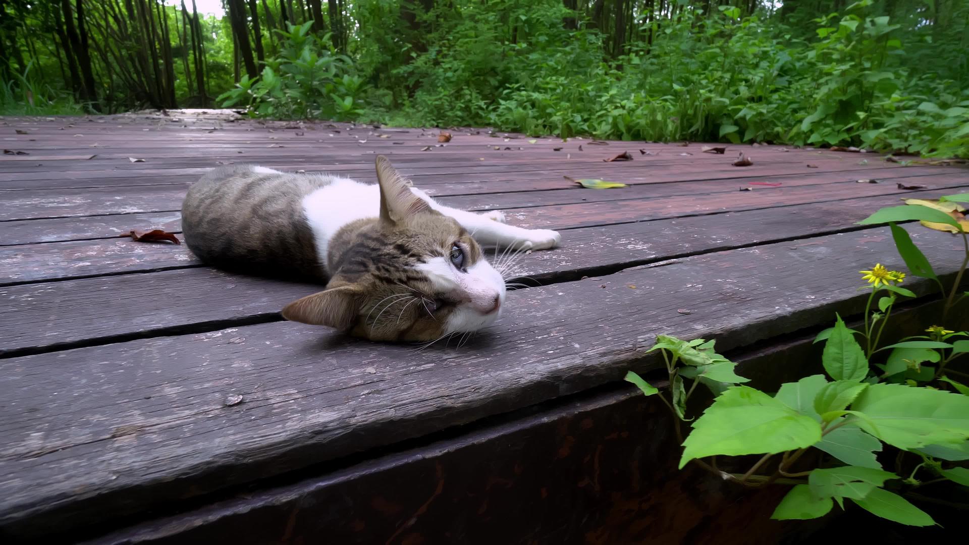 向一只猫移动躺在木桥上视频的预览图