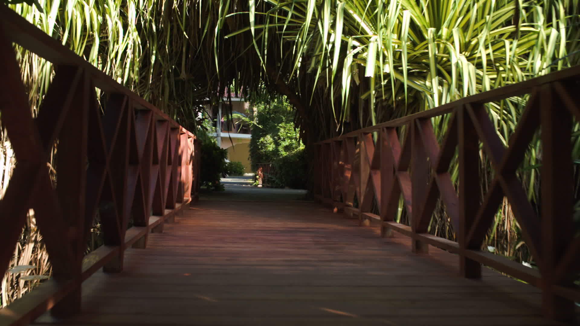 小木桥横跨棕榈枝之间的小木桥视频的预览图
