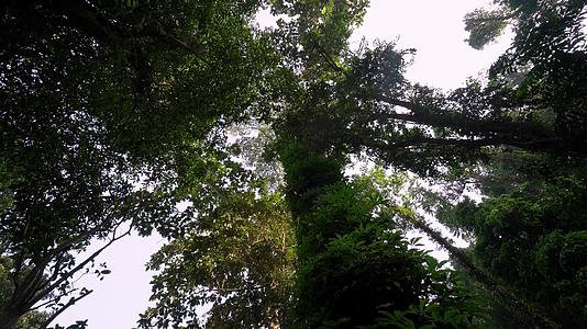 绿色热带森林倾斜射击视频的预览图