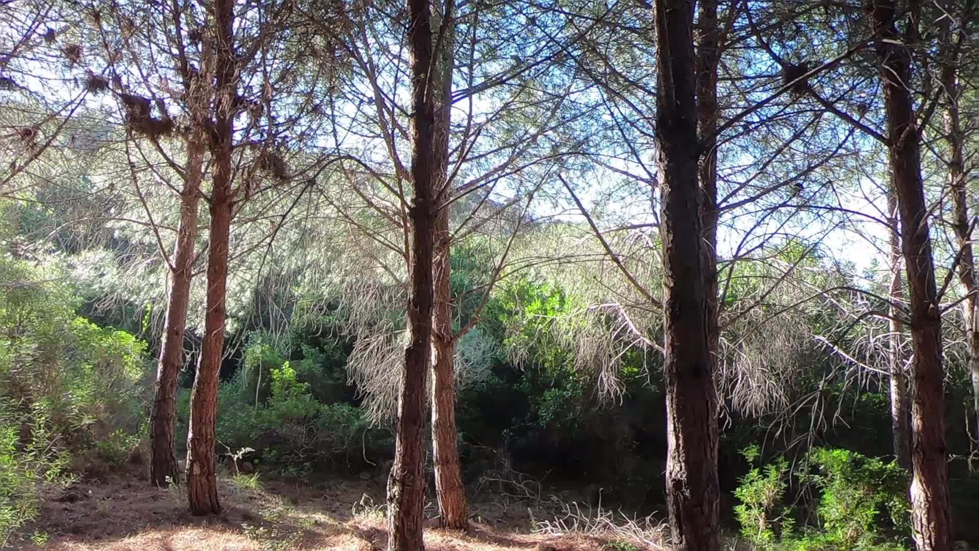 海边松林的全景慢动作阳光穿透树干营造出神奇的氛围视频的预览图