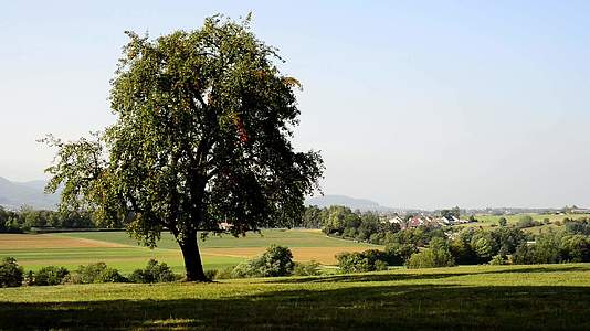 德国农村风景中的旧梨树视频的预览图