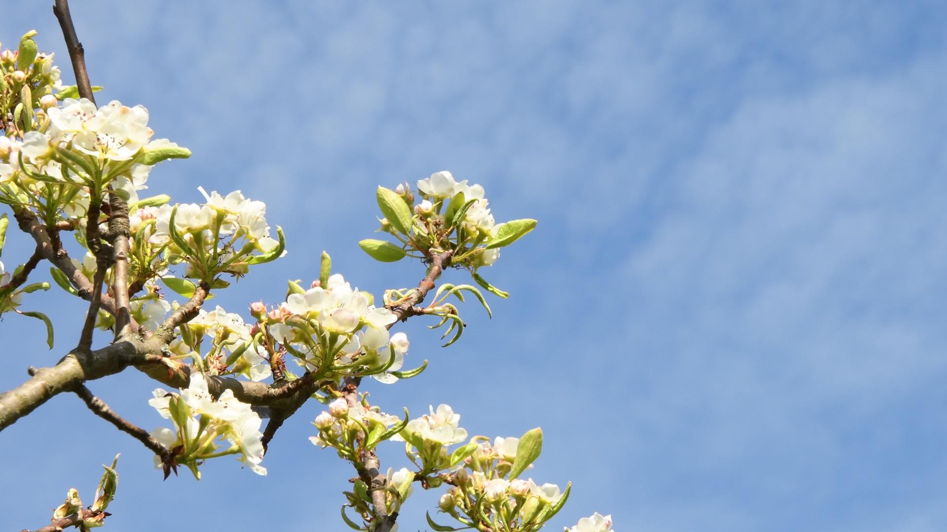 梨花蓝天上的花枝视频的预览图