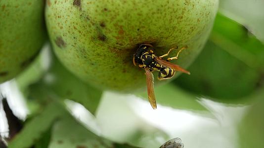 在吃梨子的时候黄蜂迅速关门视频的预览图