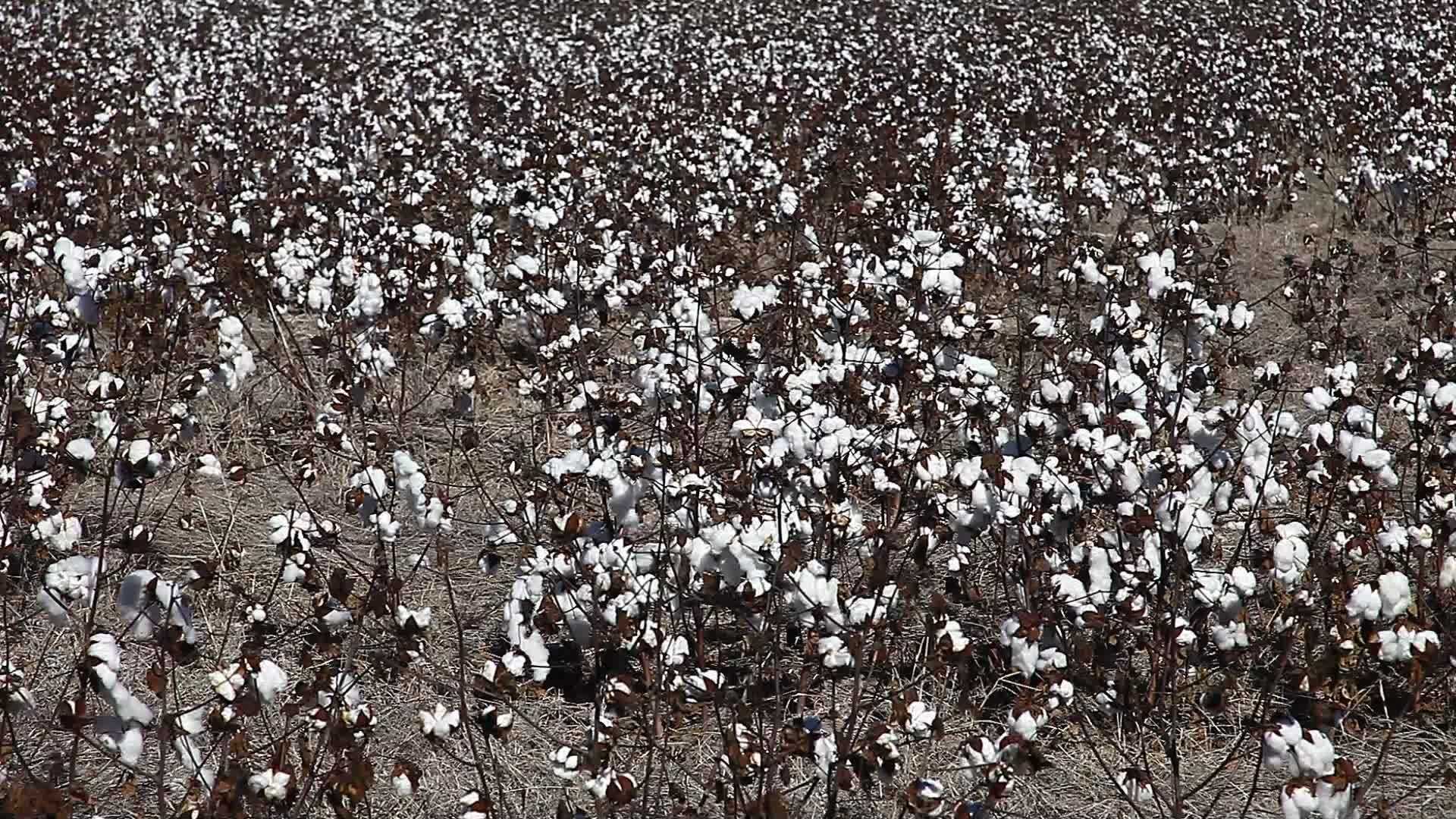田里的棉花视频的预览图
