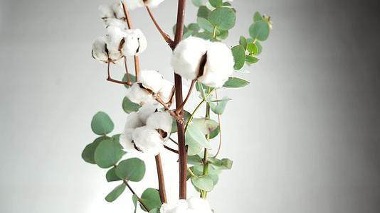 白色背景上孤立的棉花树枝平面顶部视图视频的预览图