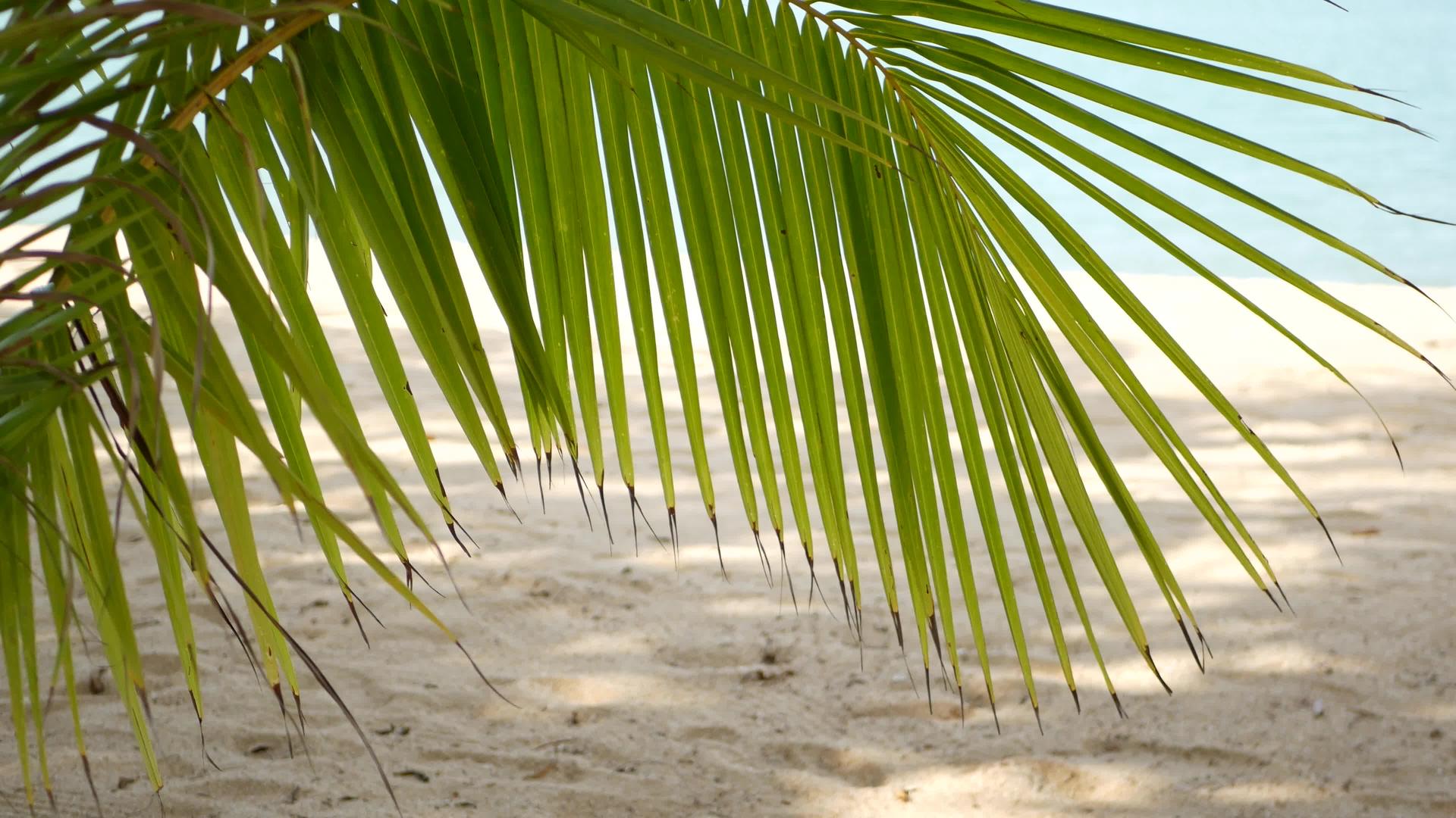 天堂岛热带海滩绿色棕榈叶俯视海面柔软的焦点模糊自然抽象视频的预览图