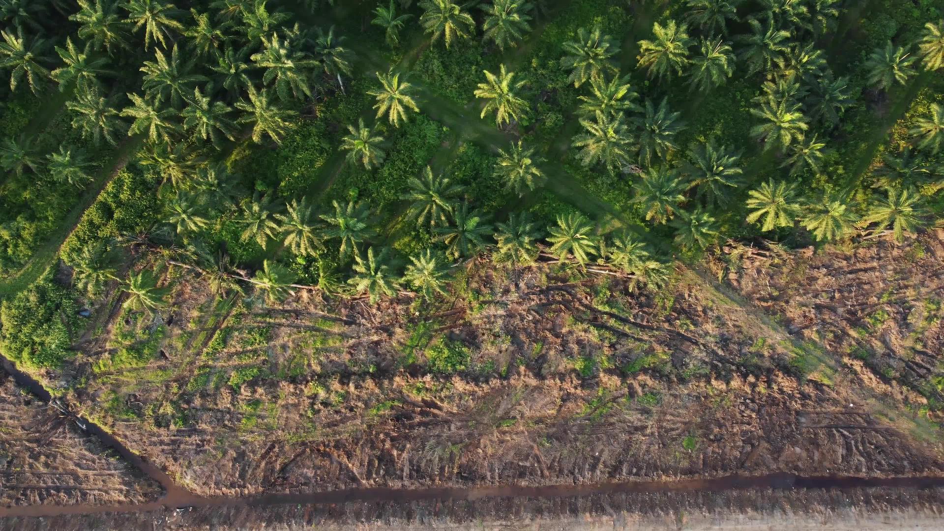 检查陆地清洁和绿色油棕榈视频的预览图