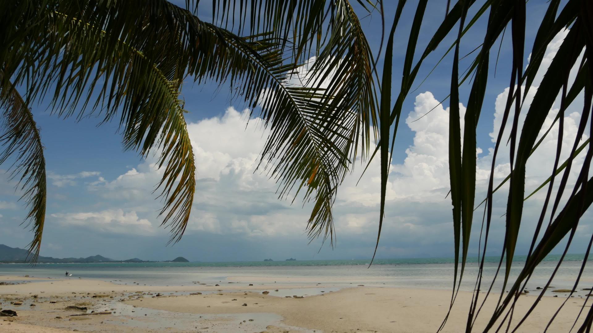 天堂岛热带海滩绿色棕榈叶俯视海面柔软的焦点模糊自然抽象视频的预览图