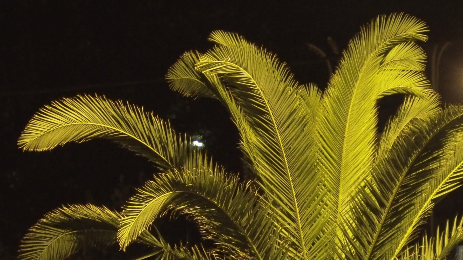 街上明亮的棕榈树枝叶视频的预览图
