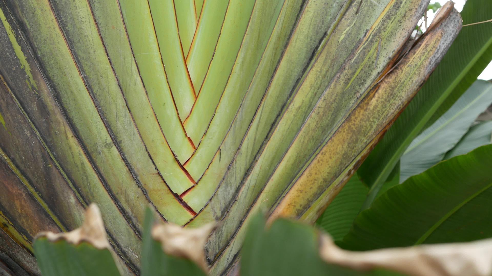 大棕榈叶有交叉叶的织地不是很细棕榈树是绿色的热带植物视频的预览图
