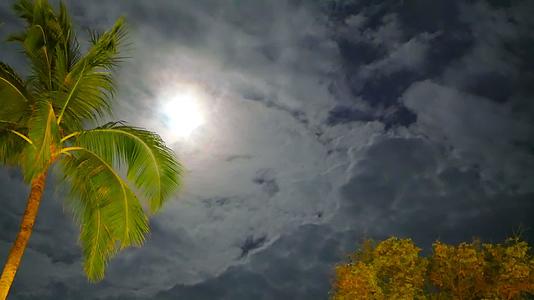 一棵金色的椰枣树在风中挥舞着树枝视频的预览图