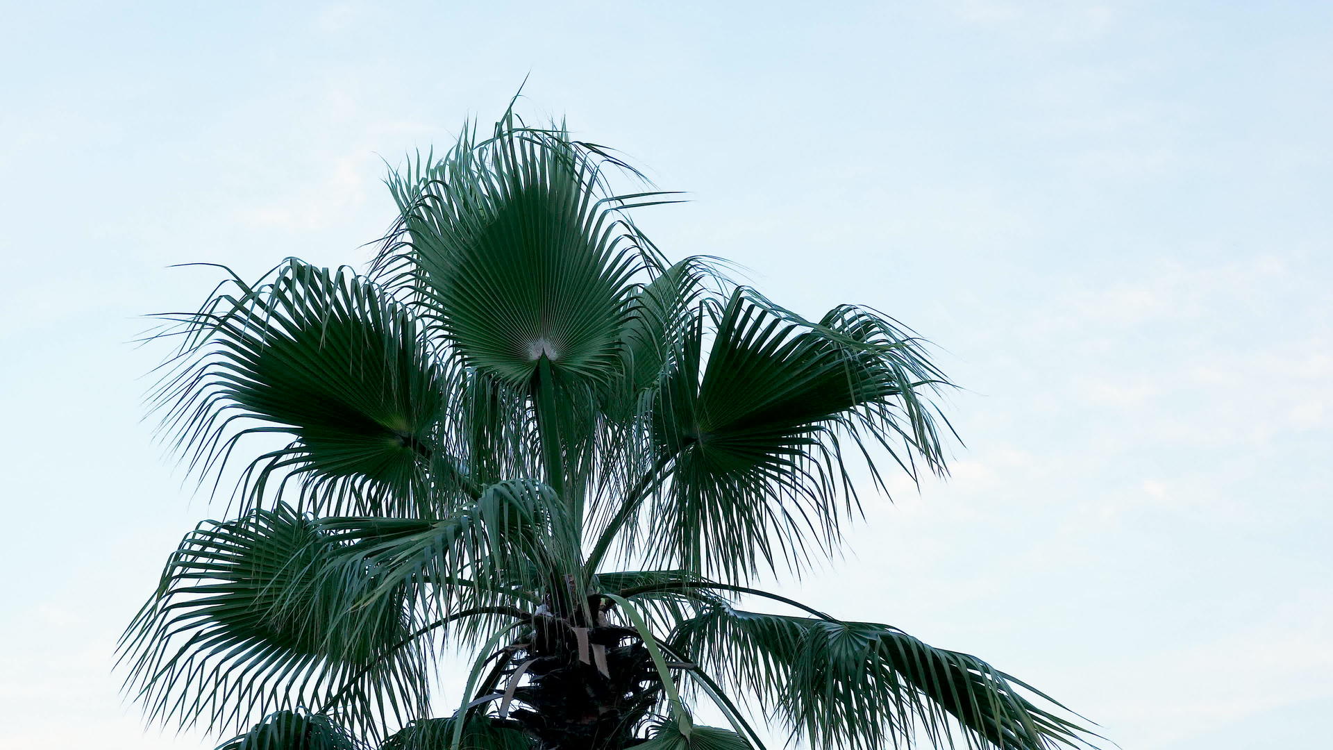 蓝天上的大枣树视频的预览图