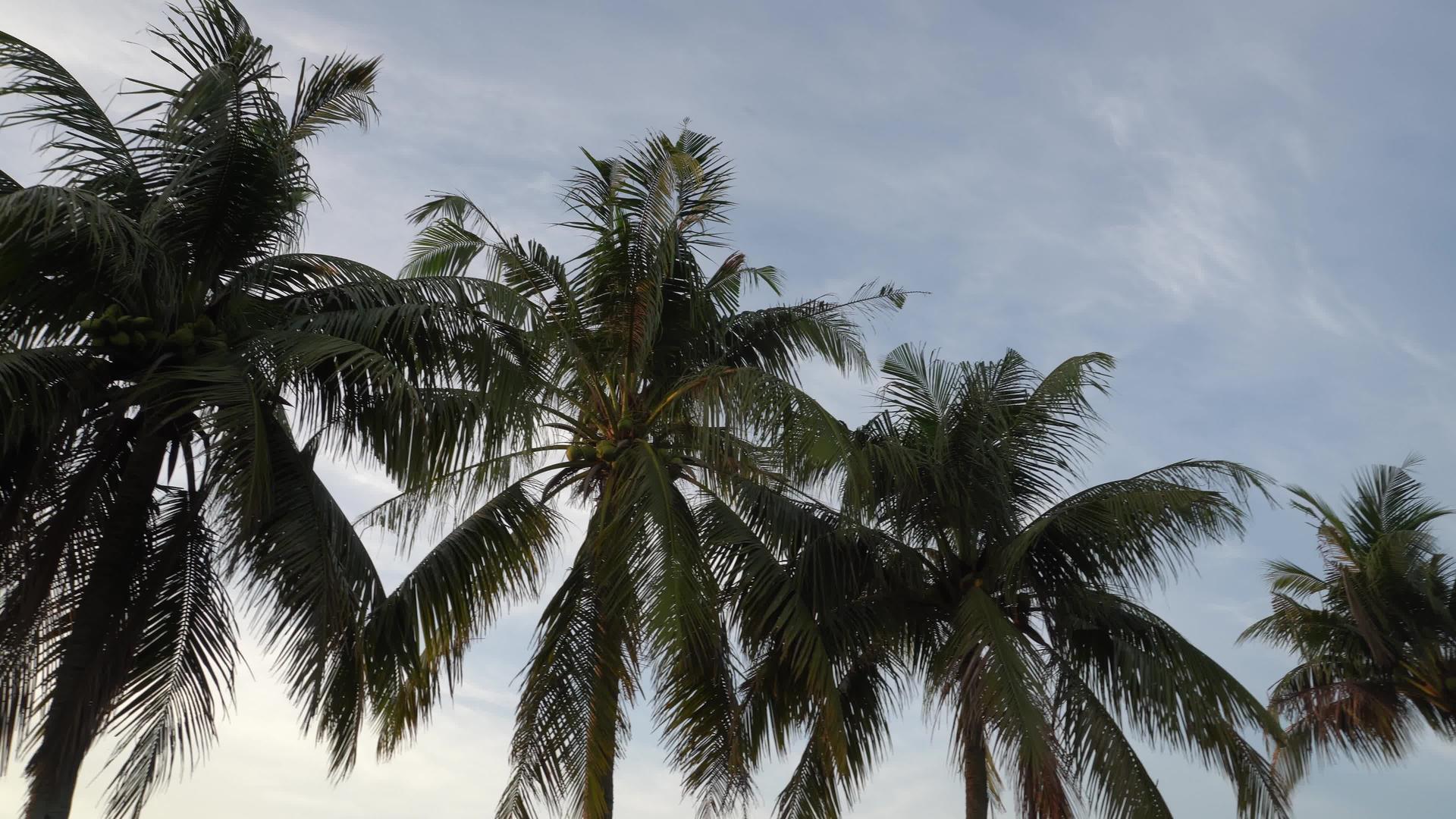 跨越椰子棕榈树视频的预览图