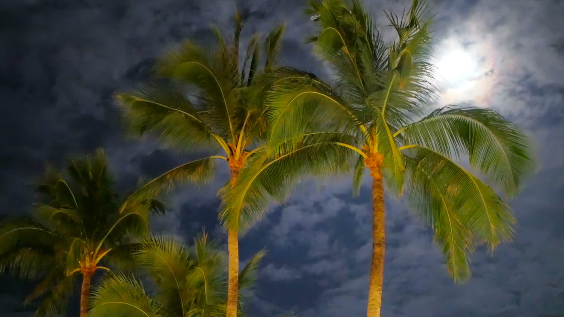 一棵金色的椰枣树在风中挥舞着树枝视频的预览图