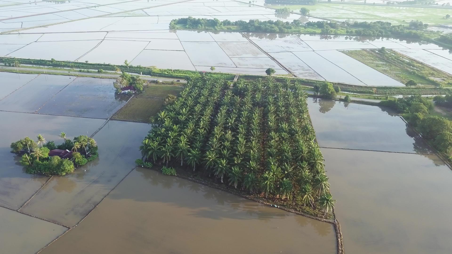 跟踪观察洪水稻田油棕榈地的空气视频的预览图