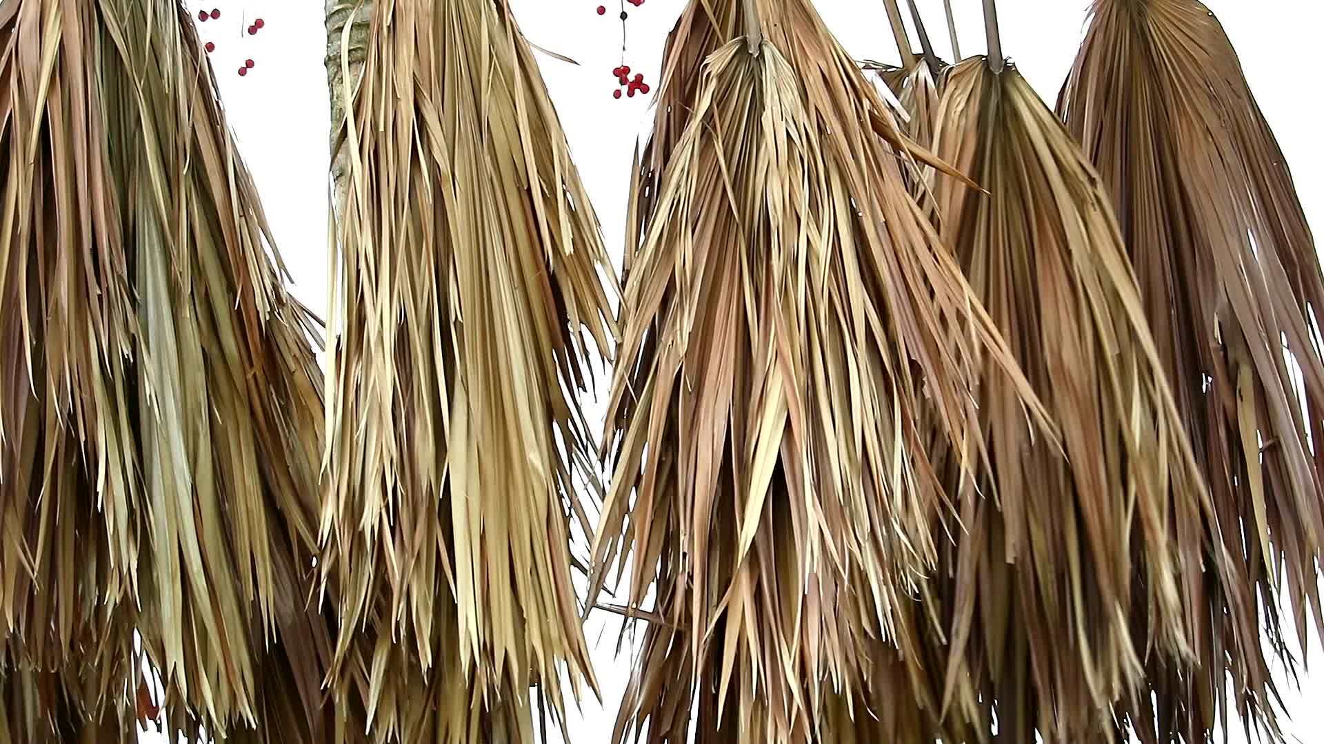 许多干棕榈枝在夏天随风飘动视频的预览图