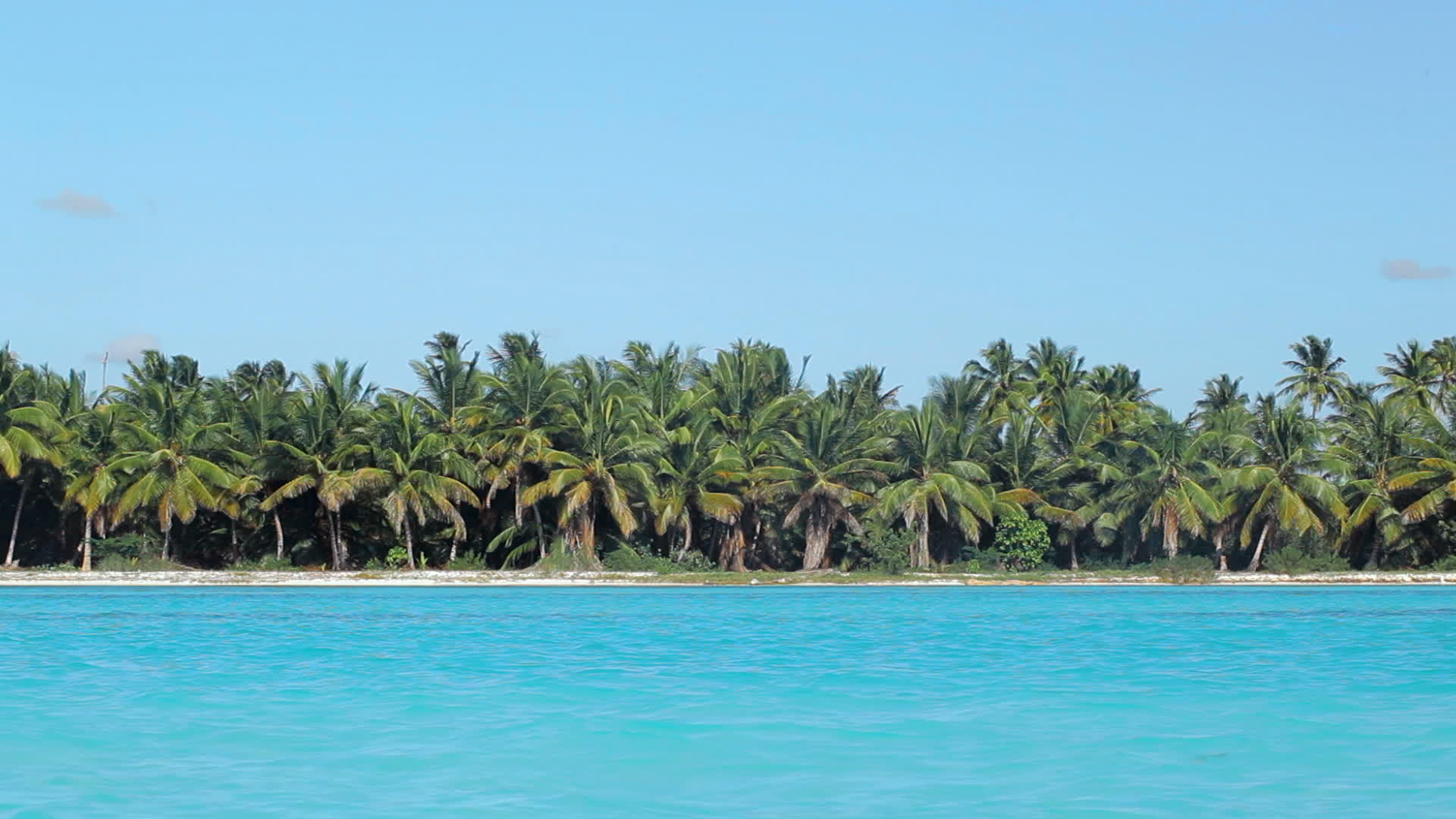 热带棕榈和蓝海场景视频的预览图
