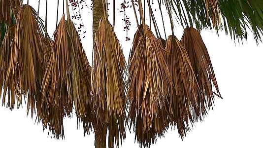 夏天风吹树上的干棕榈枝视频的预览图