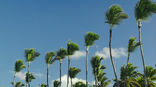 蓝天背景下的高棕榈自然景点视频的预览图