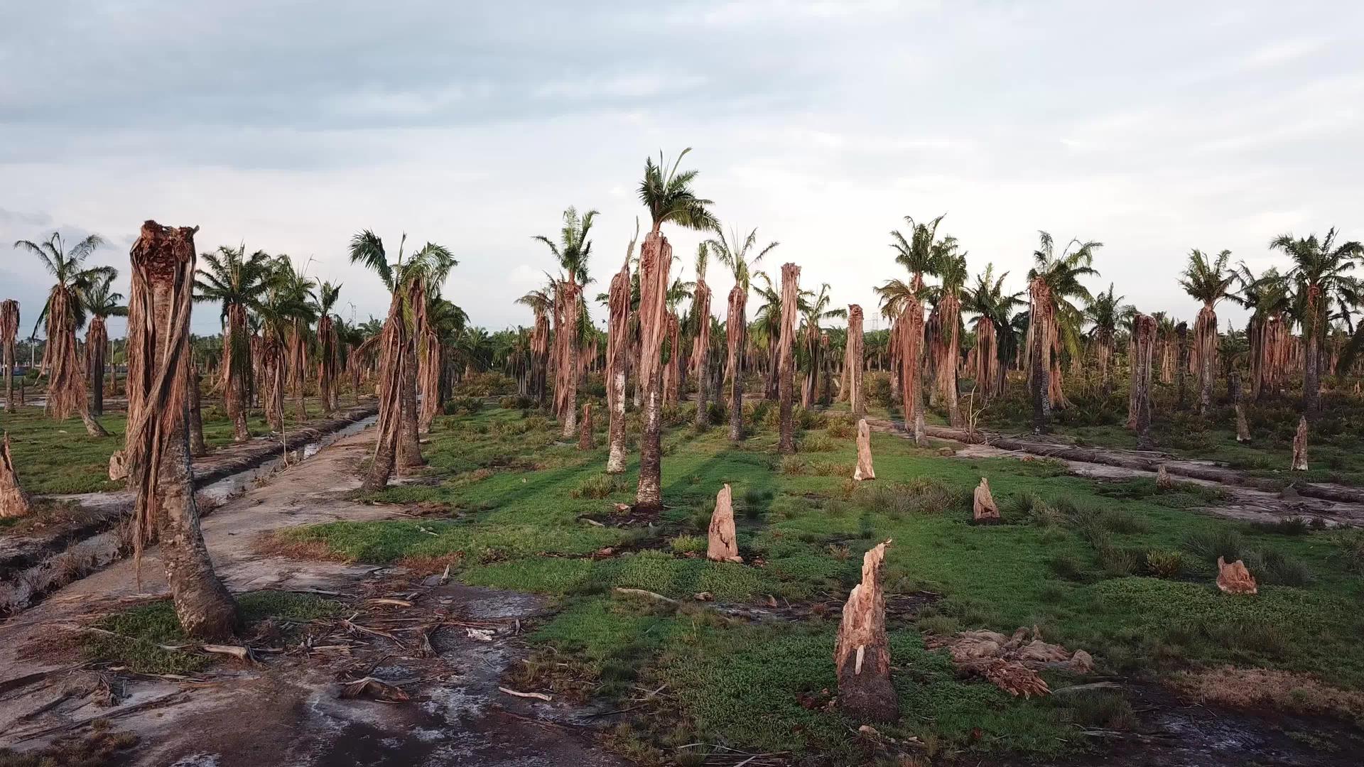 晚上死油棕榈树视频的预览图