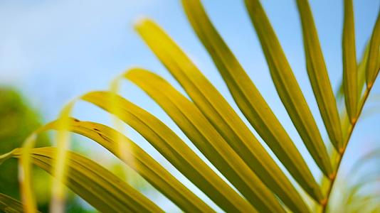 模糊的热带绿色棕榈叶照亮了自然背景bokeh视频的预览图
