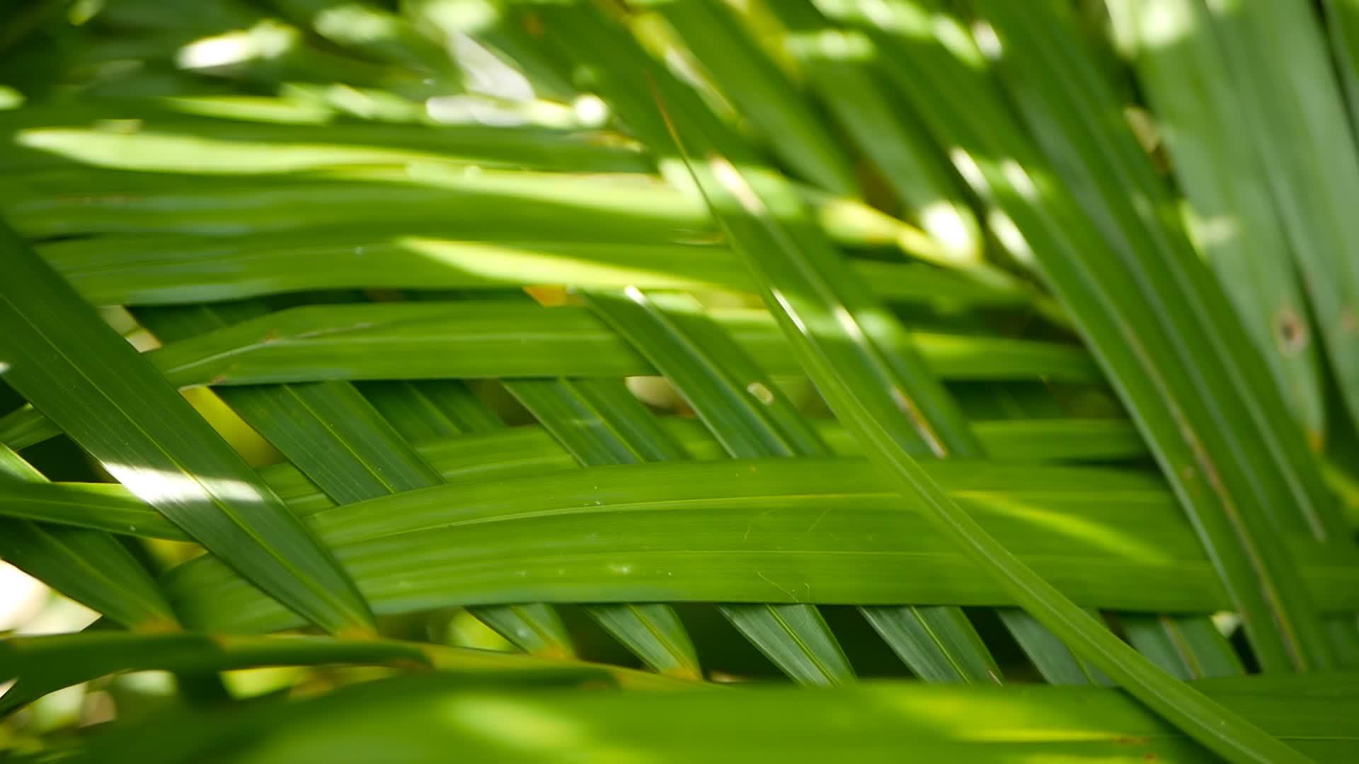 模糊的热带绿色棕榈叶照亮了自然背景bokeh视频的预览图