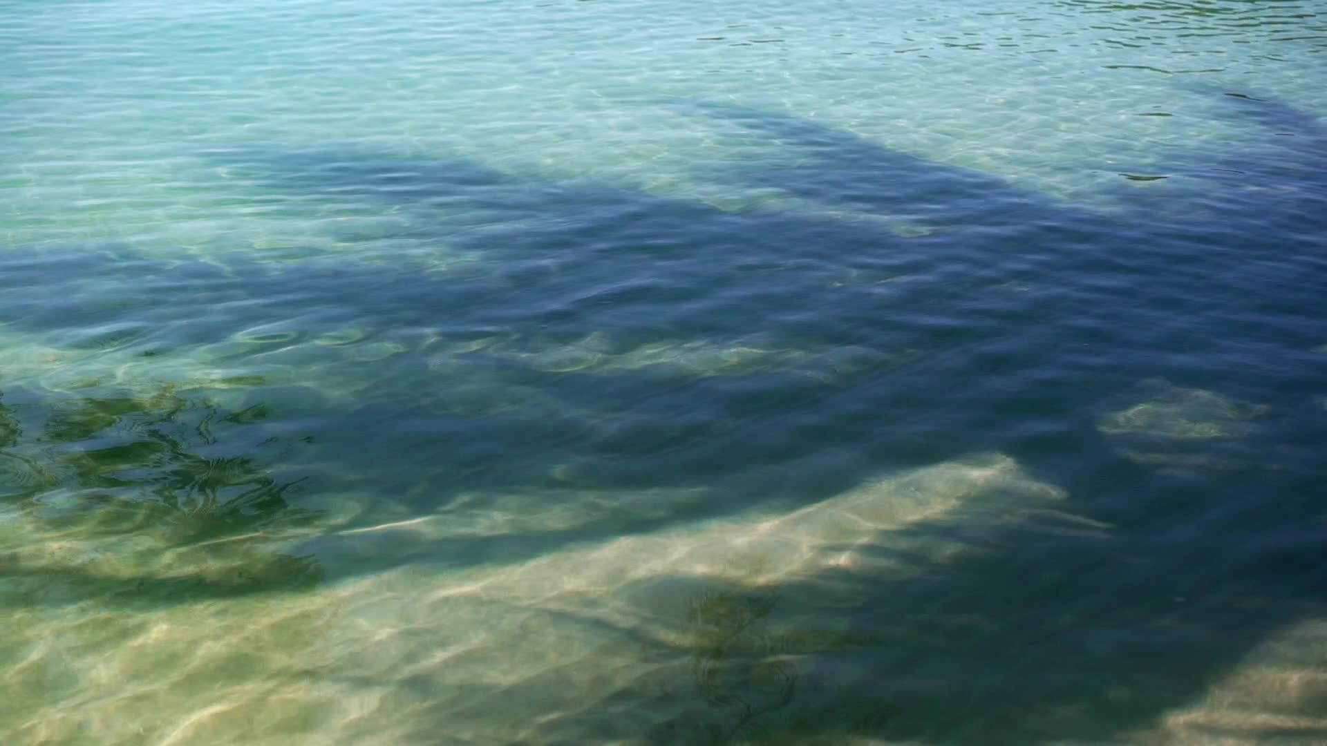 海中的棕榈影视频的预览图