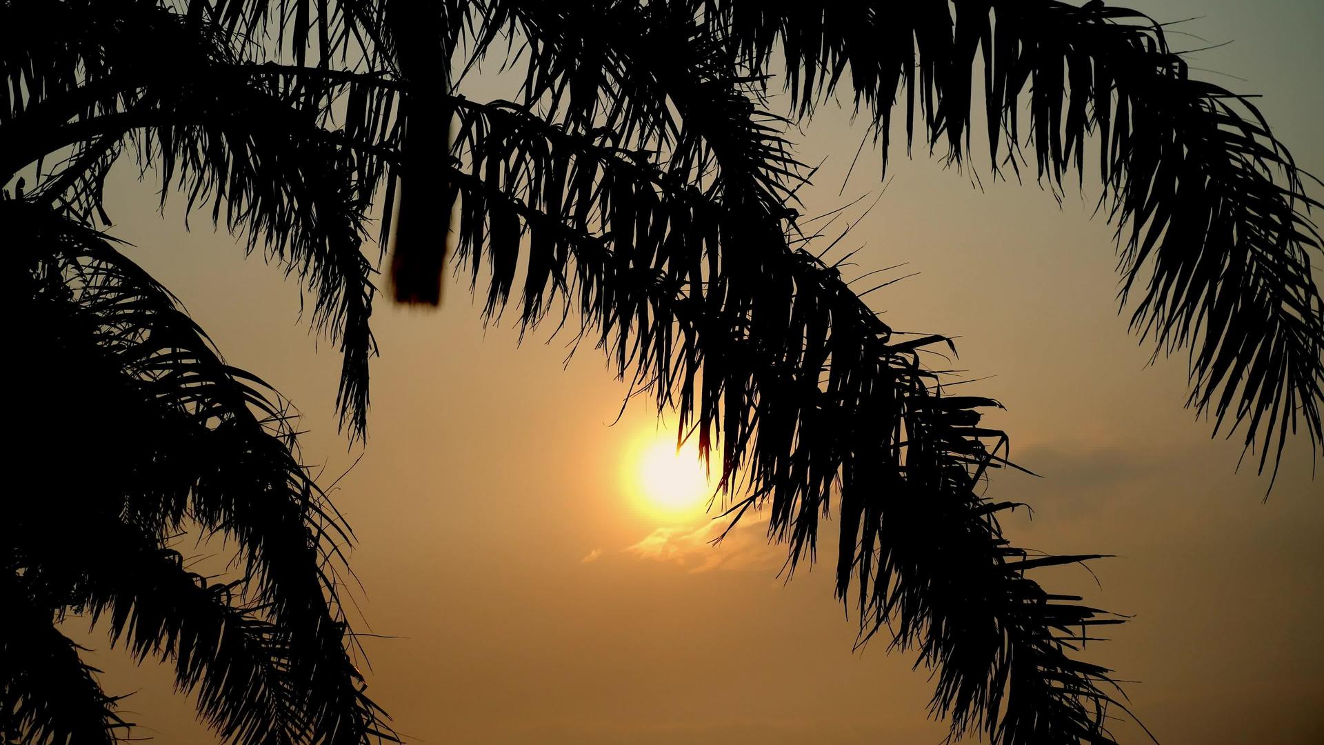 通过热带海洋椰子棕榈叶的日落目的地视频的预览图