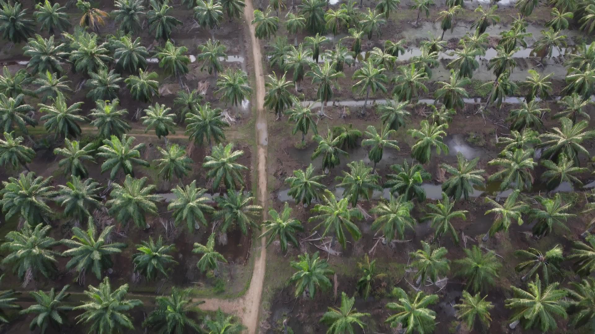 乘飞机俯视棕榈油树的乡村道路视频的预览图